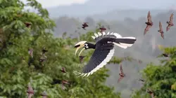 Les derniers paradis sauvages