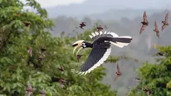 Les derniers paradis sauvages