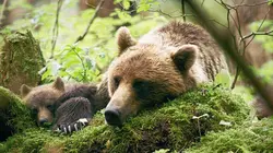 Les derniers paradis sauvages