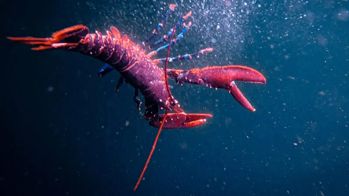 Les derniers pêcheurs de Hartlepool : Un film post-Brexit et ses conséquences