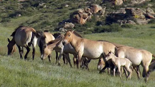 Les derniers refuges E05 Chevaux sauvages de Mongolie