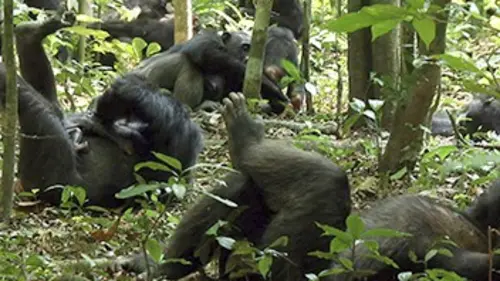 Casting Les derniers refuges E04 Chimpanzés en Côte d'Ivoire