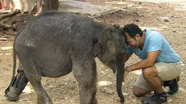 Eléphants au Sri Lanka