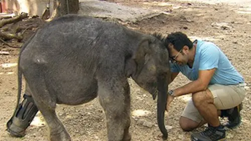 Les derniers refuges E01 Eléphants au Sri Lanka