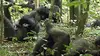 Chimpanzés en Côte d'Ivoire