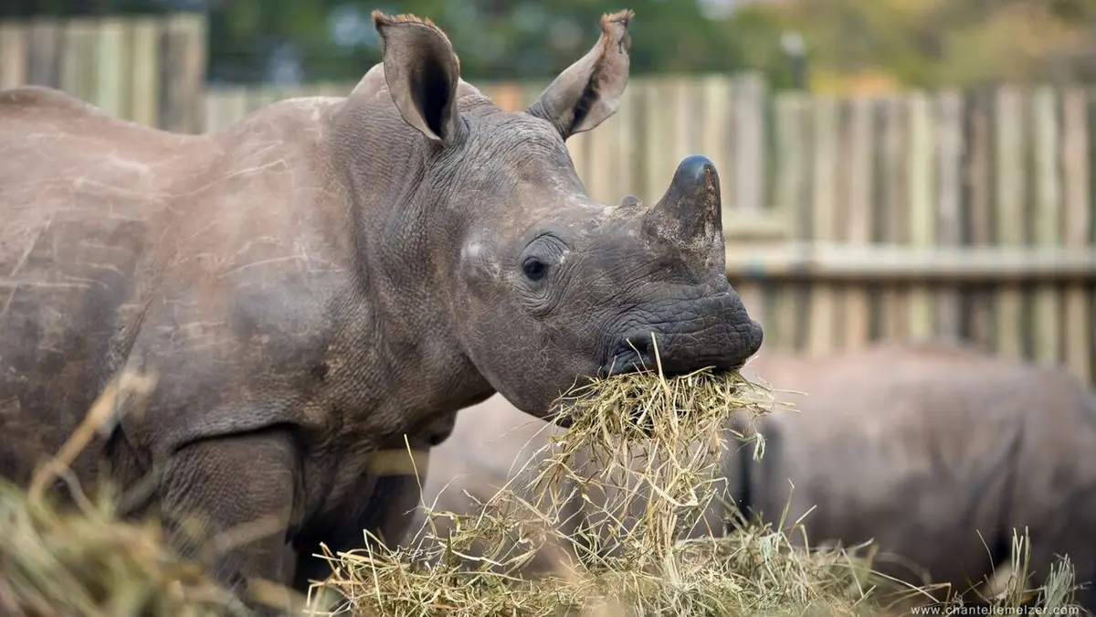 Les derniers rhinocéros d'Afrique