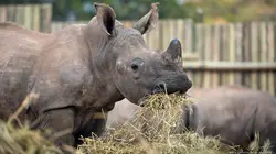 Sur Arte à 22h30 : Les derniers rhinocéros d'Afrique