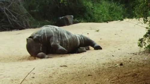 Les derniers rhinocéros d'Afrique