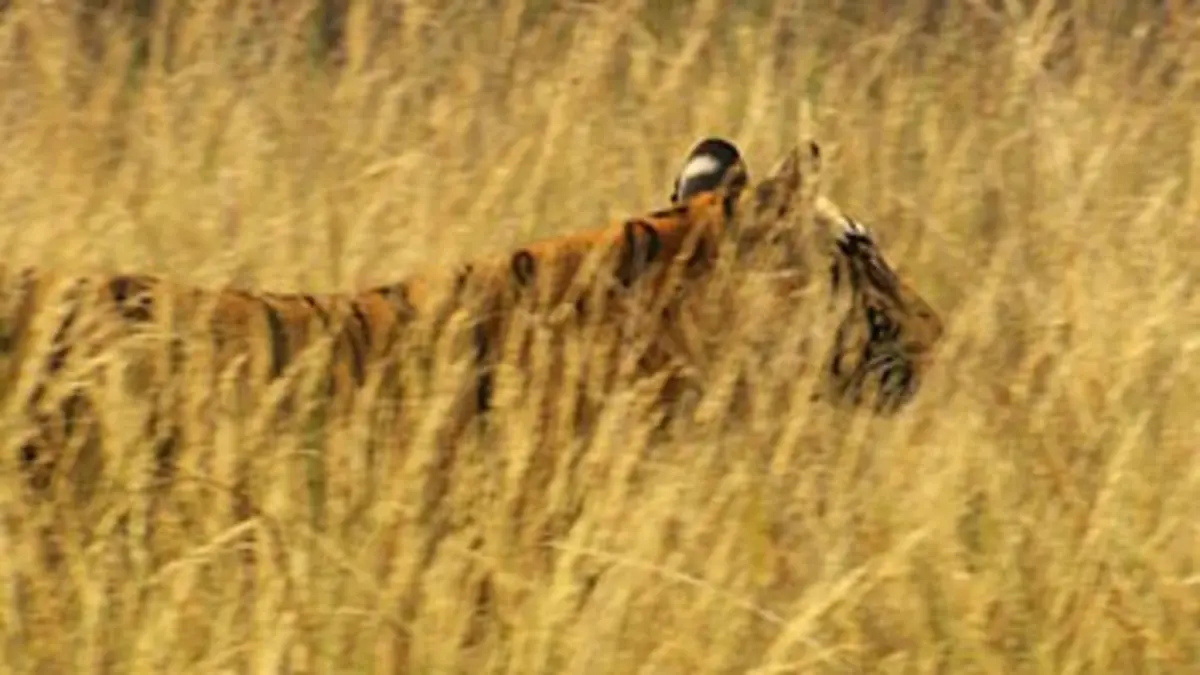 Les derniers tigres du Bengale Les derniers tigres du Bengale