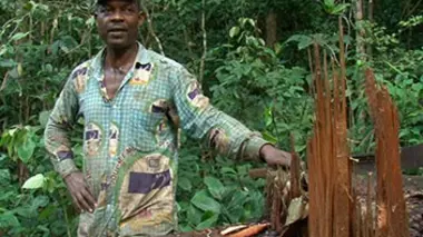 Cameroun, forêt en péril