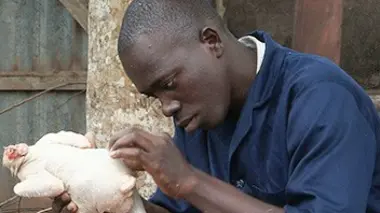 Bénin, poulet morgue