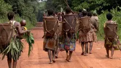 Visuel de Les deux mondes des Pygmées