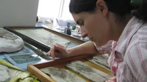 Les dinosaures avaient des plumes