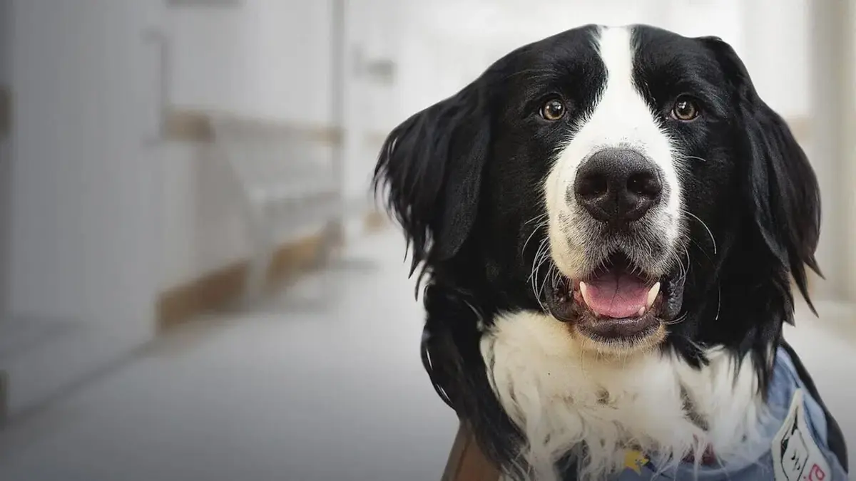 Les diplômés Mira Dans les écoles