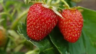 La fraise, un parfum de business