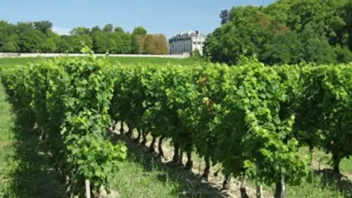 Les dossiers d'été Fraudes dans les vignobles