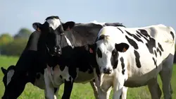 Les éclaireurs de l'énergie
