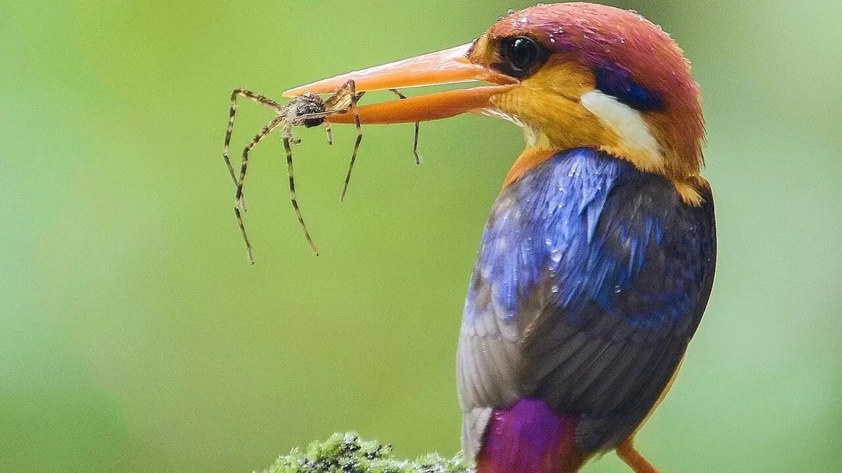 Les écrins sauvages de la nature