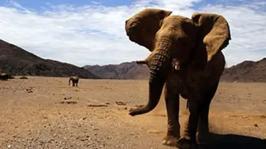 Les éléphants du désert