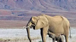 Visuel de Les éléphants du désert