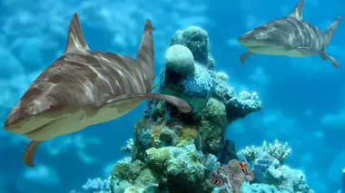 Les enquêtes impossibles