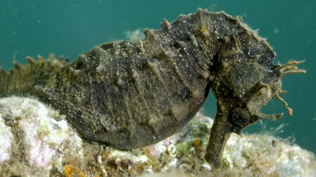 Les épaves, des oasis pour la nature