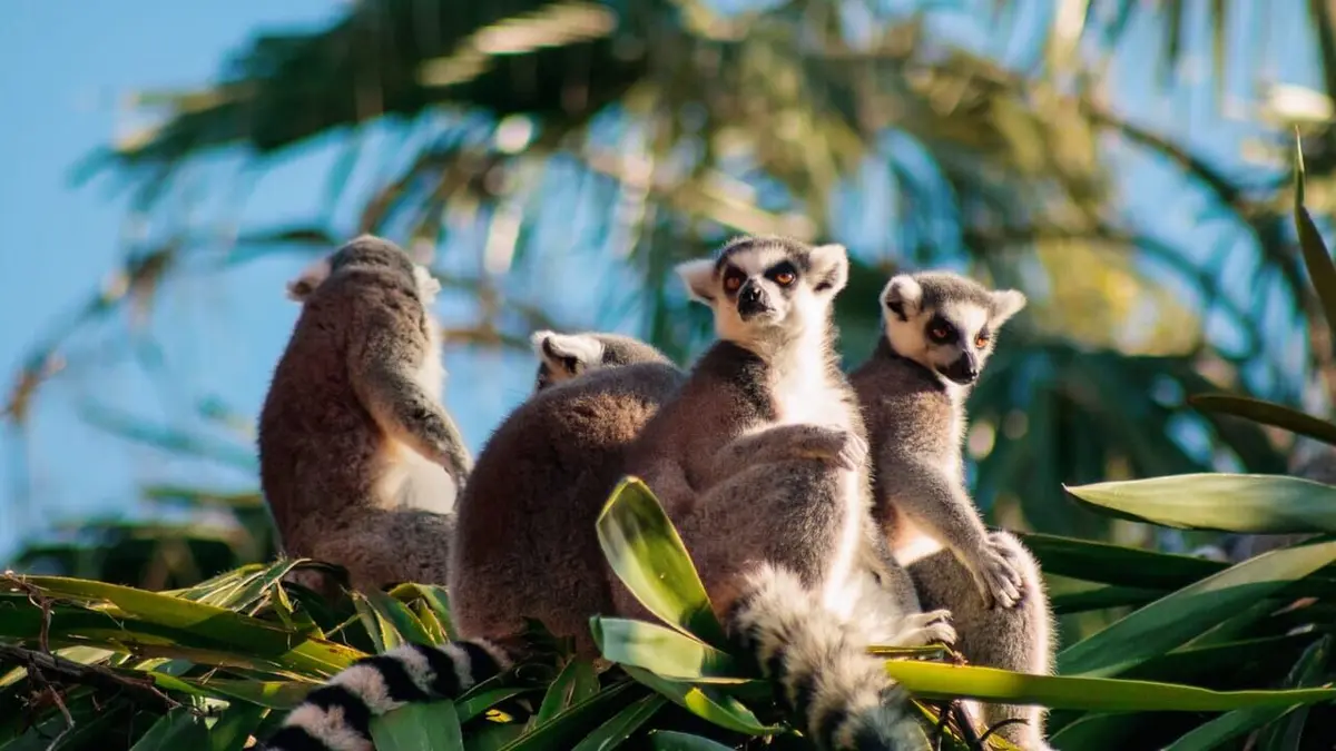 Les esprits de la forêt