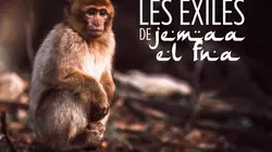 Les exilés de Jemaa el-Fna