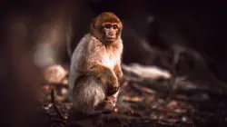 Les exilés de Jemaa el-Fna