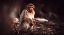 Les exilés de Jemaa el-Fna