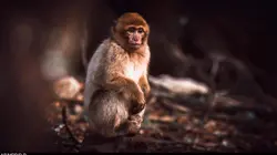 Les exilés de Jemaa el-Fna