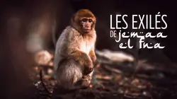 Les exilés de Jemaa el-Fna