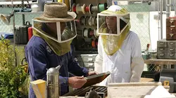 Les experts S08E04 Carpe diem