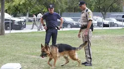 Les experts S13E05 Une vie de chien