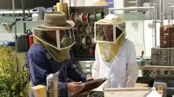 Les experts S08E04 Carpe diem