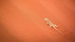 Les exploits du monde animal