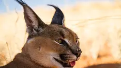 Les exploits du monde animal