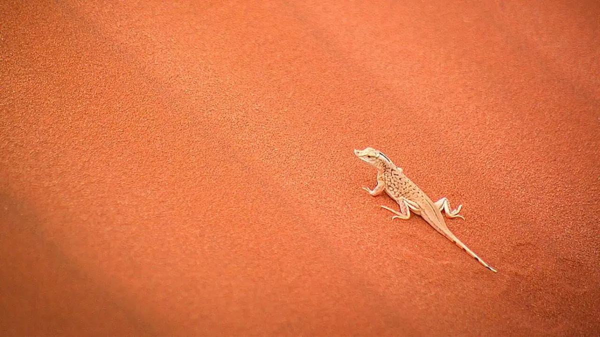 Les exploits du monde animal