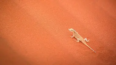 Les exploits du monde animal
