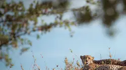 Les familles guépards & Moi
