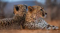 Les familles guépards & Moi Vers l'indépendance