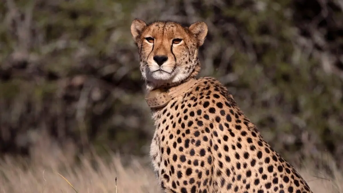 Les familles guépards & Moi Premiers contacts