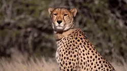 Les familles guépards & Moi Premiers contacts