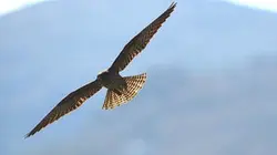 Visuel de Les faucons de la mer Egée