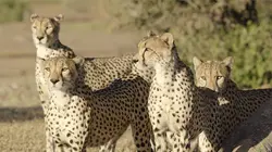 Les félins et la saison des pluies