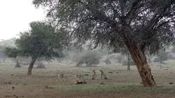 Les félins et la saison des pluies