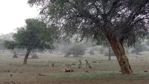 Les félins et la saison des pluies