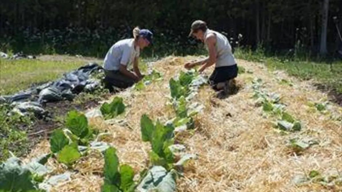 Les fermiers Les chefs