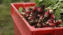 Les fermiers Les premières récoltes