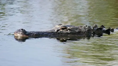 Les flots Mexique, Mahahual